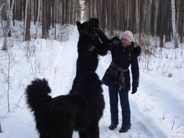 Фото: ньюфаундленд Amazonka YEmi CHardishik (Амазонка Эми Чардишик), ньюфаундленд Kapitan N'yufort (Капитан Ньюфорт), Anastasiya Loskutova (Анастасия Лоскутова)