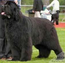 Фото: ньюфаундленд Pouch Cove's Navy Cut of Cayuga