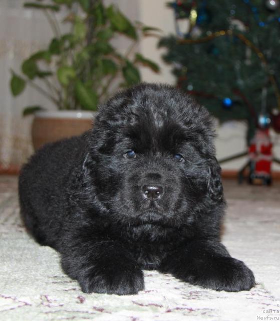 Фото: ньюфаундленд Akvatoriya Kelvin Kuindji (Акватория Келвин Куинджи)