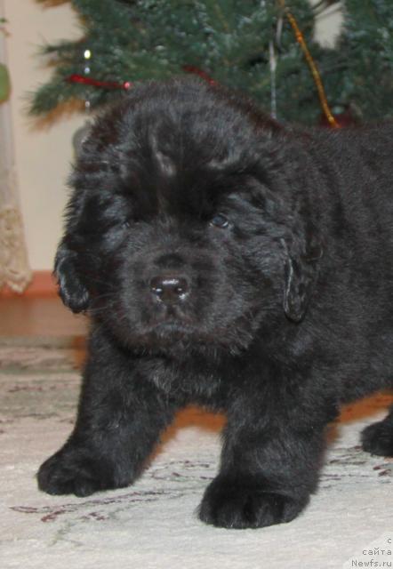 Фото: ньюфаундленд Akvatoriya Kelvin Kalashnikoff (Акватория Келвин Калашникофф)