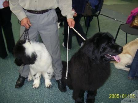 Фото: ньюфаундленд Lesnaya Skazka Ruslana (Лесная Сказка Руслана), ньюфаундленд Super Bizon Baton (Супер Бизон Батон)