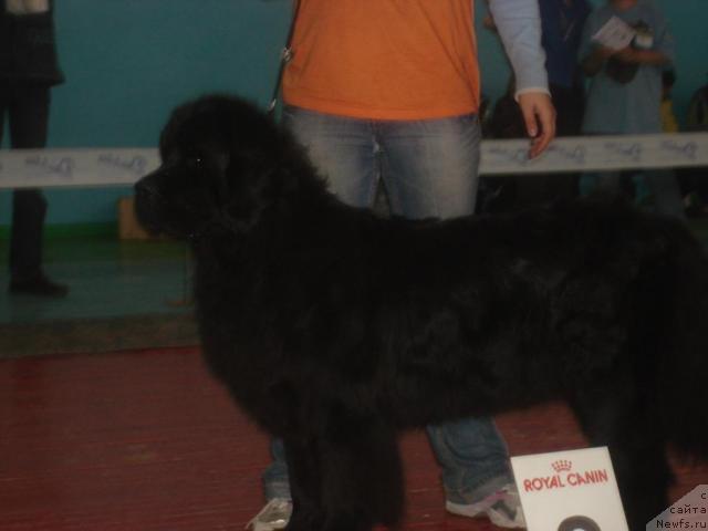 Фото: ньюфаундленд Dol'che Vita ot Sibirskogo Medvedya (Дольче Вита от Сибирского Медведя)