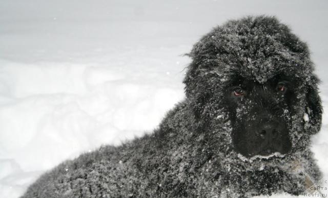 Фото: ньюфаундленд Beguschaya po Volnam Regatta Katti Sark (Бегущая по Волнам Регатта Катти Сарк)