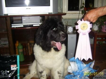 Фото: ньюфаундленд Super Bizon Baton (Супер Бизон Батон)