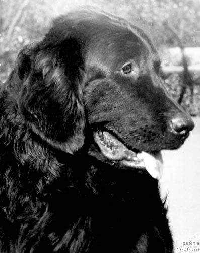 Фото: ньюфаундленд Glafi Rani (Глафи Рани)