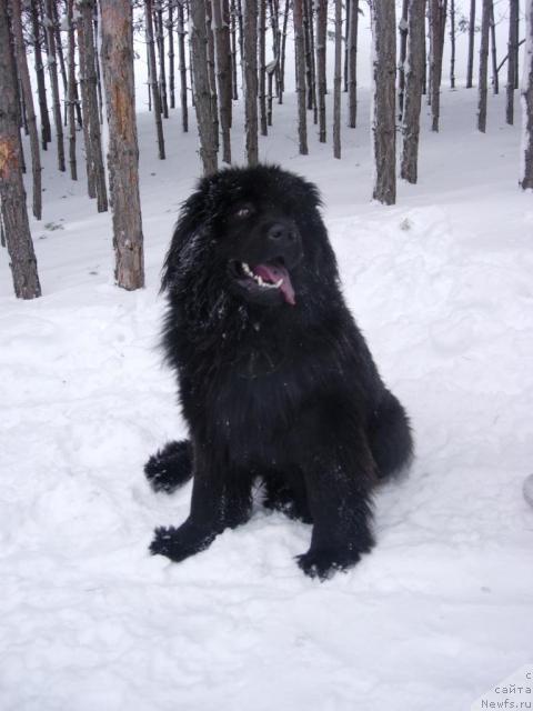 Фото: ньюфаундленд YEra Grand Lyuks CHeri Nikol' (Эра Гранд Люкс Чери Николь)