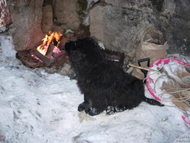 Фото: ньюфаундленд Irida Vestnica Bogov (Ирида Вестница Богов)