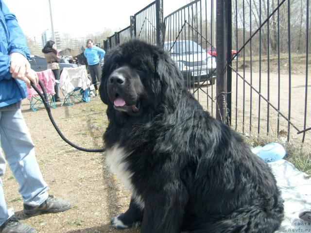 Фото: ньюфаундленд Mag Ispolin Ermak (Маг Исполин Ермак)