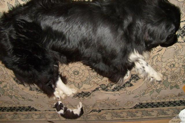 Фото: ньюфаундленд Mag Ispolin Erihon (Маг Исполин Ерихон)