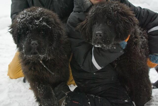 Фото: ньюфаундленд Irida Vestnica Bogov (Ирида Вестница Богов), ньюфаундленд Izumrudnaya Laguna Argona (Изумрудная Лагуна Аргона)