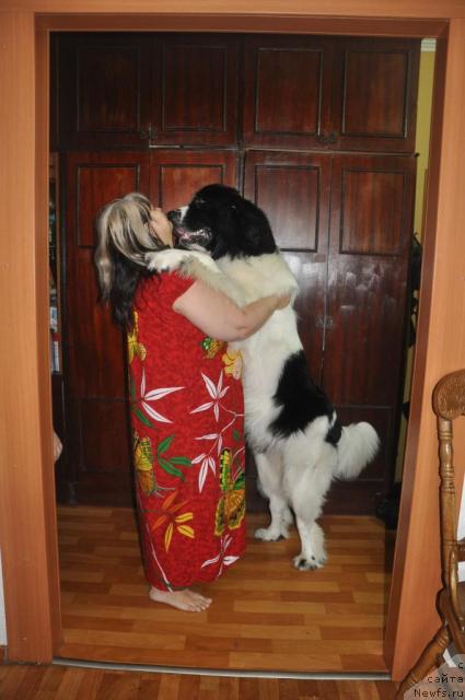 Фото: ньюфаундленд Lord Luxemburg Ayular iz Tihogo Omuta (Лорд Люксембург Аюлар из Тихого Омута), Marina Turapina (Марина Турапина)