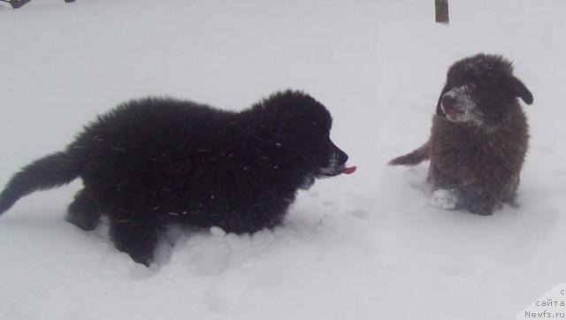Фото: ньюфаундленд Ochen' Vajnaya Persona (Очень Важная Персона), ньюфаундленд Otrada Lyubvi (Отрада Любви)