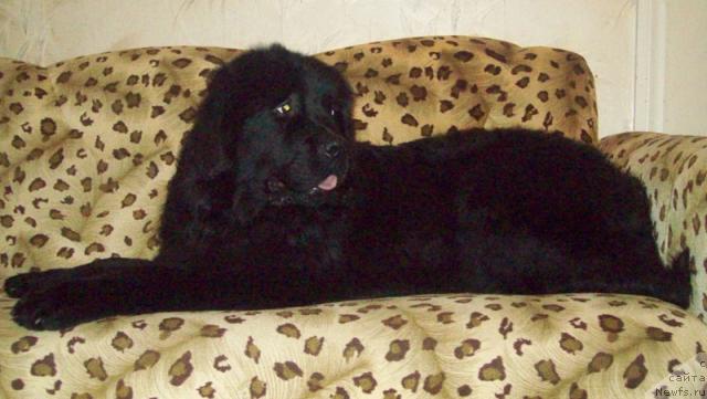 Фото: ньюфаундленд Laskovyiy Mishka (Ласковый Мишка)