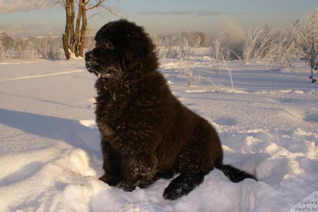 Фото: ньюфаундленд Potap YAroslavna (Потап Ярославна)