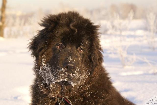 Фото: ньюфаундленд Potap YAroslavna (Потап Ярославна)