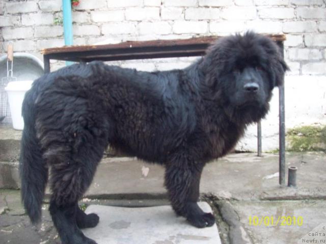 Фото: ньюфаундленд Cesar' Nel'son Tayger Blek (Цесарь Нельсон Тайгер Блек)