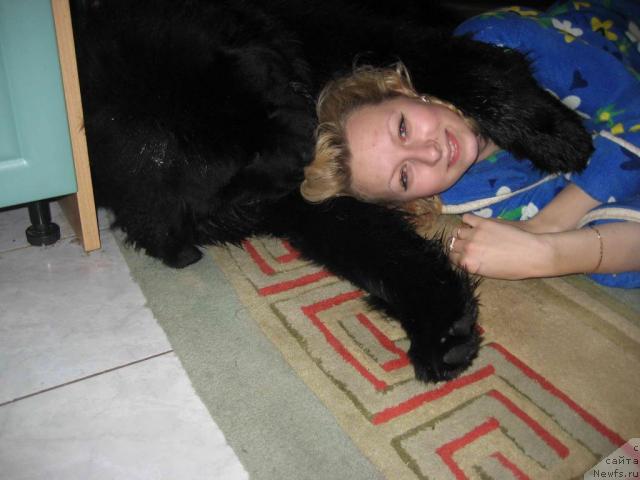 Фото: ньюфаундленд N'yufort Lunnyiy Barhat (Ньюфорт Лунный Бархат)