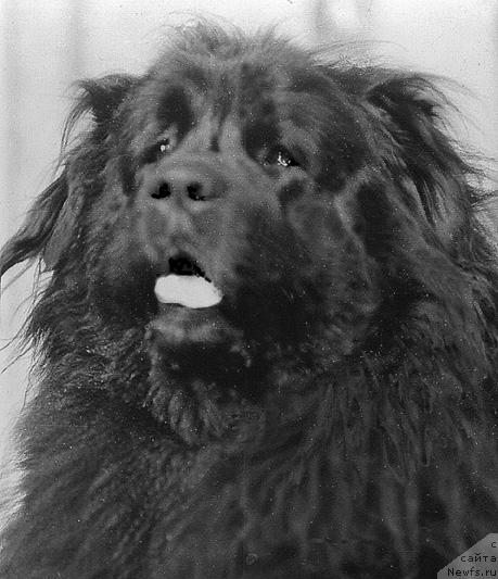 Фото: ньюфаундленд Cana Bey (Цана Бей)