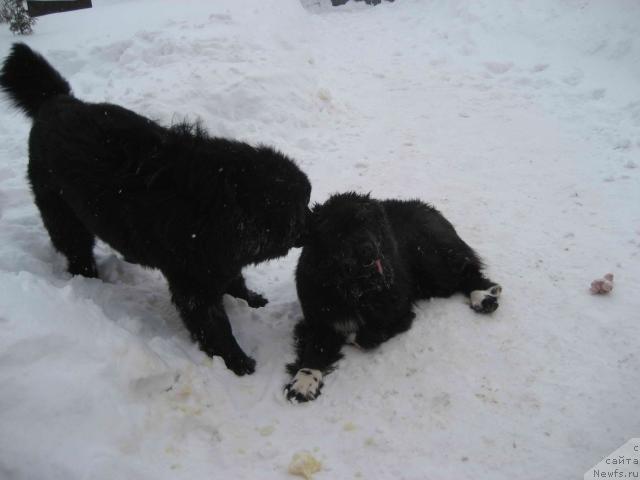 Фото: ньюфаундленд N'yufort Lunnyiy Barhat (Ньюфорт Лунный Бархат), ньюфаундленд Blestyaschaya Brina (Блестящая Брина)