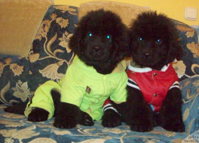 Фото: ньюфаундленд Serdechnyiy Drug (Сердечный Друг), ньюфаундленд Samaya Lyubimaya (Самая Любимая)