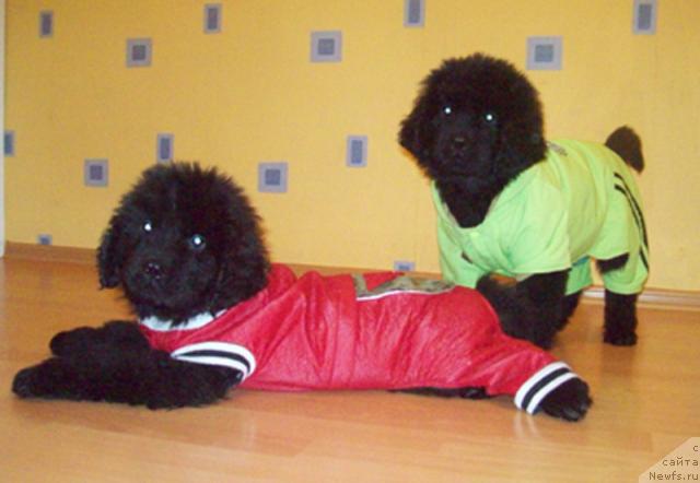 Фото: ньюфаундленд Serdechnyiy Drug (Сердечный Друг), ньюфаундленд Samaya Lyubimaya (Самая Любимая)