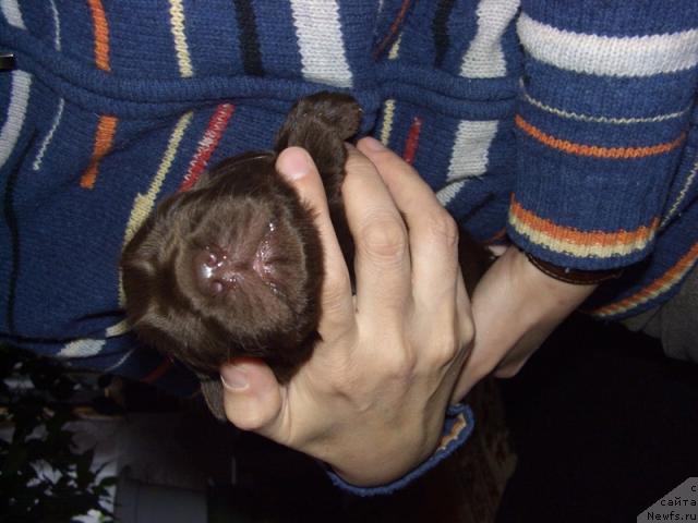 Фото: ньюфаундленд Barhatka Roskoshnaya (Бархатка Роскошная)