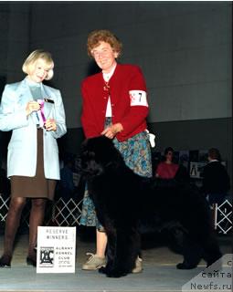 Фото: ньюфаундленд Sennettas Quintia Gomeisae