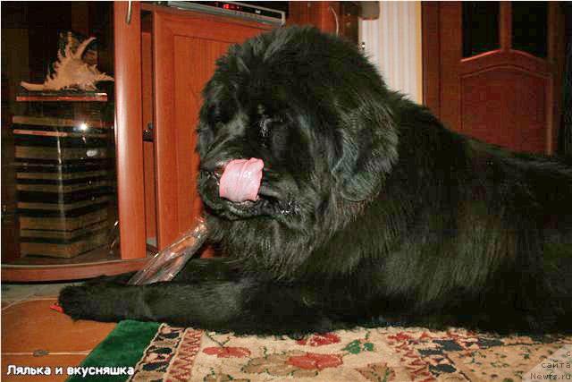 Фото: ньюфаундленд Love Story iz Tihogo Omuta (Лав Стори из Тихого Омута)