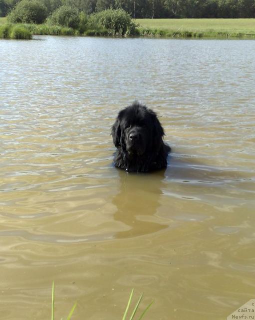 Фото: ньюфаундленд Toptyijka Nikita Kojemyaka (Топтыжка Никита Кожемяка)