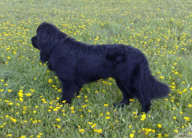 Фото: ньюфаундленд Toptyijka Nikita Kojemyaka (Топтыжка Никита Кожемяка)