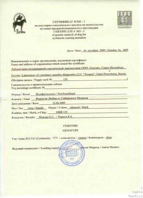 Фото: ньюфаундленд Formula Lyubvi ot Sibirskogo Medvedya (Формула Любви от Сибирского Медведя)