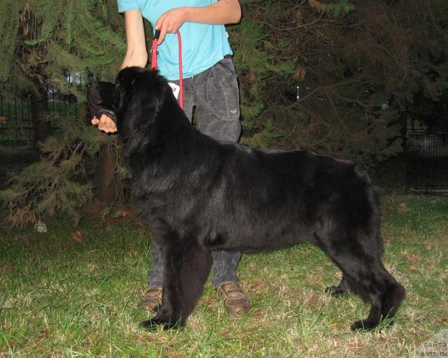 Фото: ньюфаундленд Lastena s Berega Dona (Ластёна с Берега Дона)