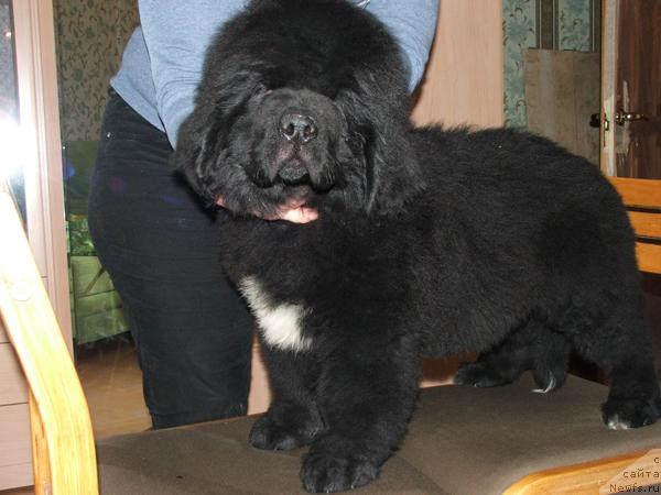 Фотография № 36574