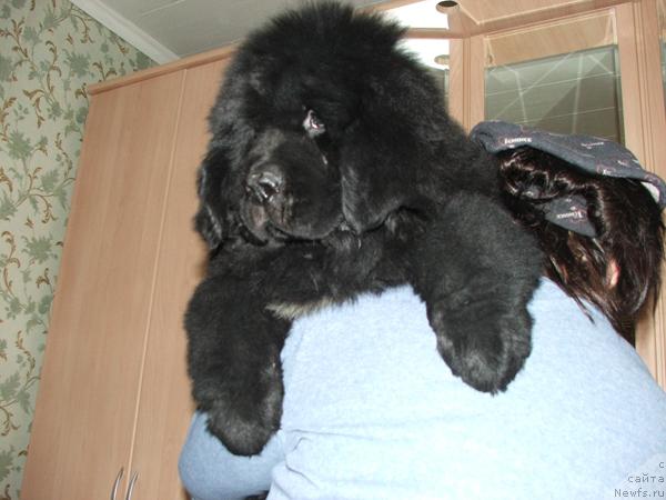 Фото: ньюфаундленд Plushevaya Panda Severny Versal (Плюшевая Панда Северный Версаль)