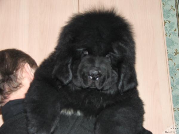 Фото: ньюфаундленд Plushevaya Panda Severny Versal (Плюшевая Панда Северный Версаль)