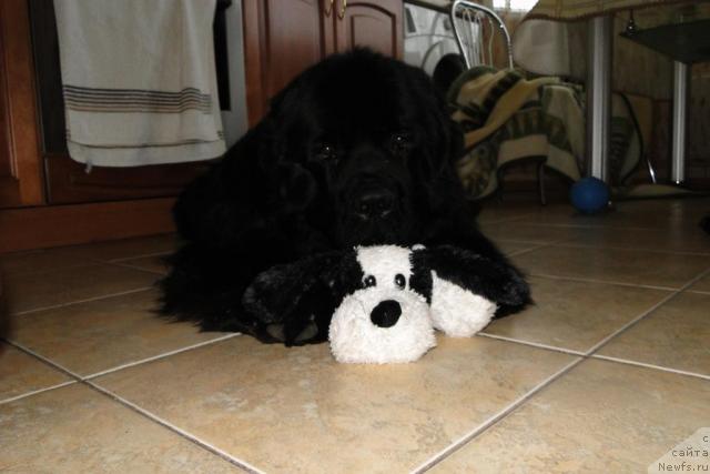 Фото: ньюфаундленд Pchiolkin Dom Veniamin (Пчёлкин Дом Вениамин)