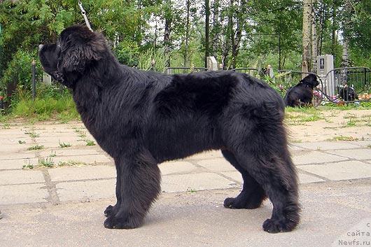 Фото: ньюфаундленд Bjornebandens Richardo Dot Com