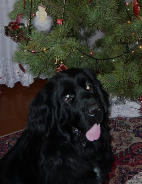 Фото: ньюфаундленд Iris iz Unikal'noy Kollekcii (Ирис из Уникальной Коллекции)