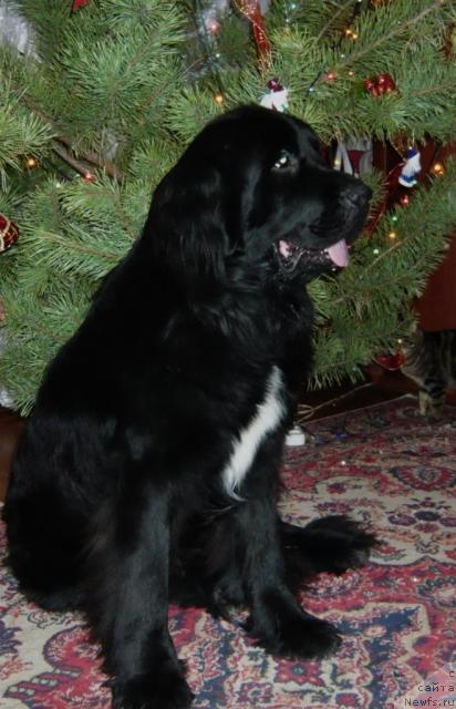 Фото: ньюфаундленд Iris iz Unikal'noy Kollekcii (Ирис из Уникальной Коллекции)