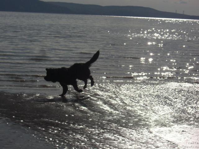 Фото: ньюфаундленд Plyushevaya Panda Plenitel'naya Dalida (Плюшевая Панда Пленительная Далида)