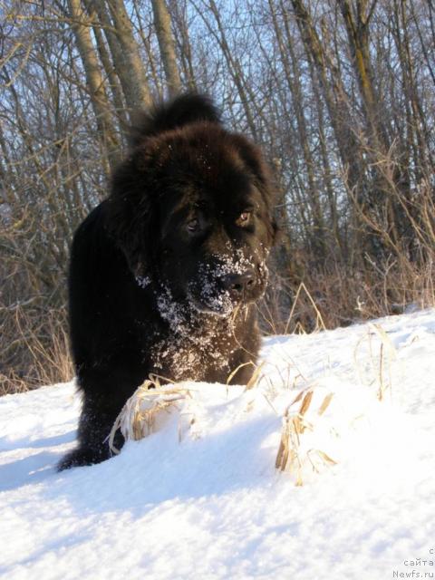 Фото: ньюфаундленд Fairweathers Rendition