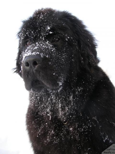 Фото: ньюфаундленд Fairweathers Rendition