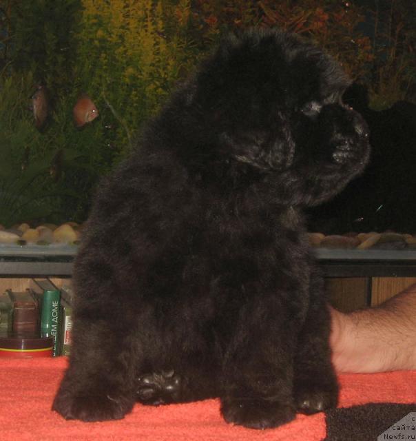 Фото: ньюфаундленд Patriot s Berega Dona (Патриот с Берега Дона)