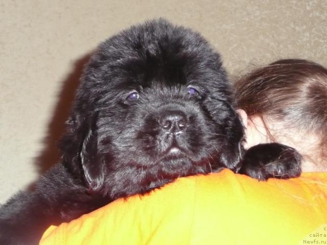 Фото: ньюфаундленд Anabel' Golden Hyot Byel' Kane (Анабель Голден Хёт Бэль Кане)