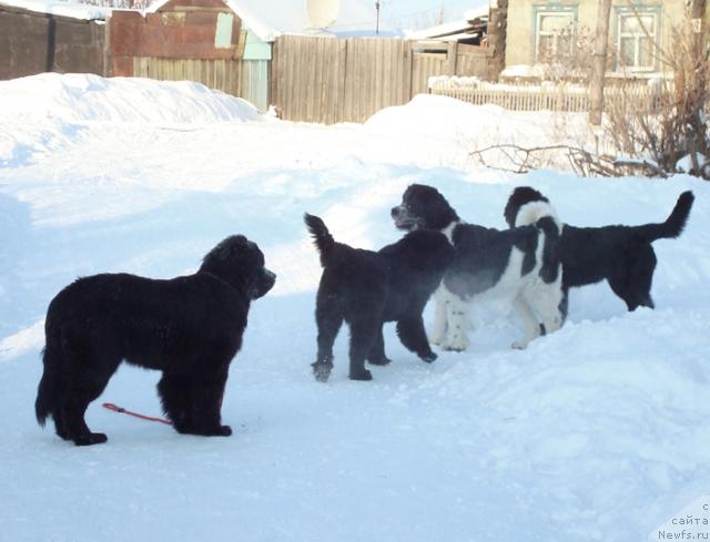 Фото: ньюфаундленд Mag Ispolin Lira Lyubvi (Маг Исполин Лира Любви), ньюфаундленд Mag Ispolin Lazurit (Маг Исполин Лазурит), ньюфаундленд Mag Ispolin Infanta (Маг Исполин Инфанта), ньюфаундленд Mag Ispolin Loyengrin (Маг Исполин Лоэнгрин)