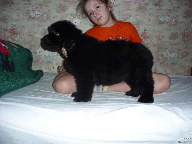 Фото: ньюфаундленд Anabel' Golden Hyot Byel' Kane (Анабель Голден Хёт Бэль Кане)