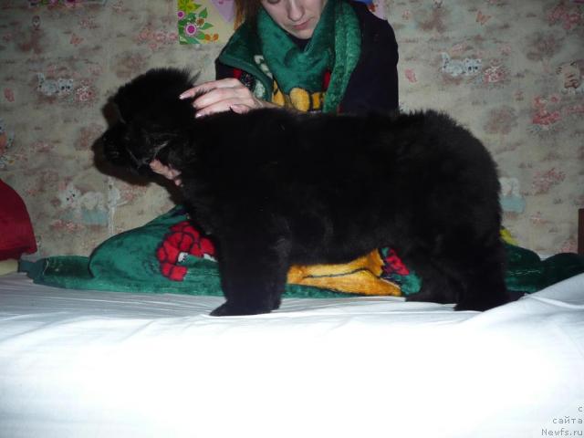 Фото: ньюфаундленд Anabel' Golden Hyot Byel' Kane (Анабель Голден Хёт Бэль Кане)