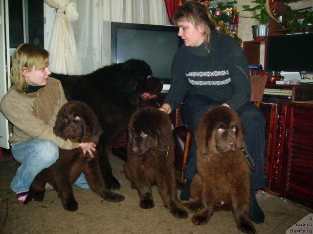 Фото: ньюфаундленд Super Premium Best Belzhen Regards (Супер Премиум Бест Бэлжен Ригардс), Рич-Н-Бьютифул, Ривьера Лазурь и Ролс Ройс(кто из них кто - не разбирала)