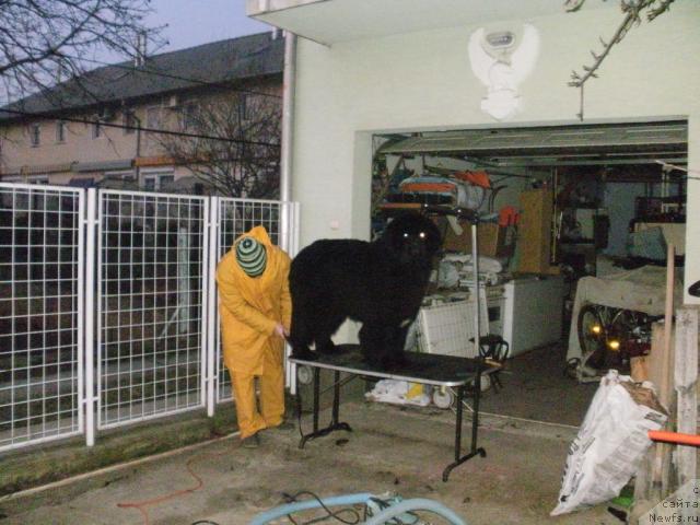 Фото: ньюфаундленд Favourite Style Giant's Island