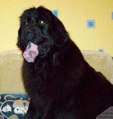 Фото: ньюфаундленд Bembi